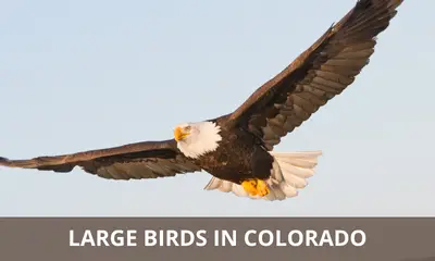 Types of large birds found in Colorado