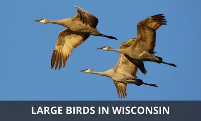 Types of large birds found in Wisconsin