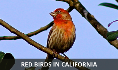 Types of red birds found in California
