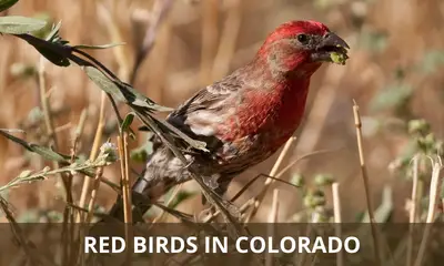 Types of red birds found in Colorado