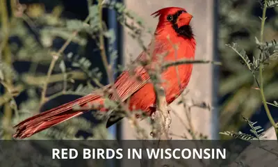 Types of red birds found in Wisconsin