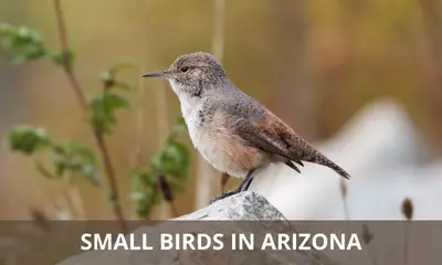 Types of small birds found in Arizona