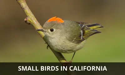 Types of small birds found in California