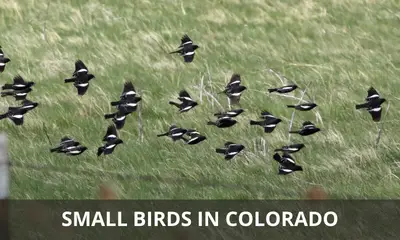 Types of small birds found in Colorado