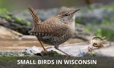 Types of small birds found in Wisconsin