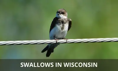 Types of swallows found in Wisconsin