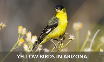 Types of yellow birds found in Arizona