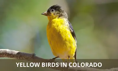 Types of yellow birds found in Colorado