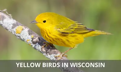 Types of yellow birds found in Wisconsin