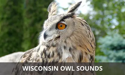 Wisconsin owl sounds