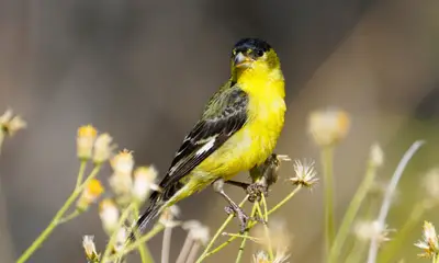 Yellow birds in Arizona