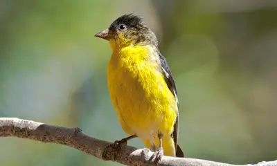 Yellow birds in Colorado