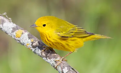Yellow birds in Wisconsin