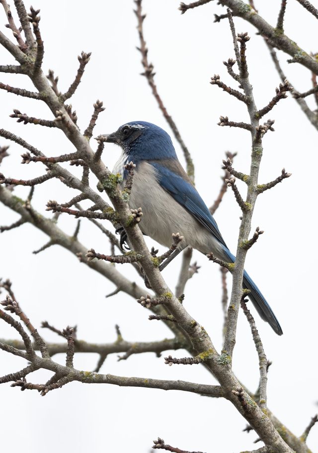 Close-up of a California Scrub Jay perched on leafless branches in a winter setting.