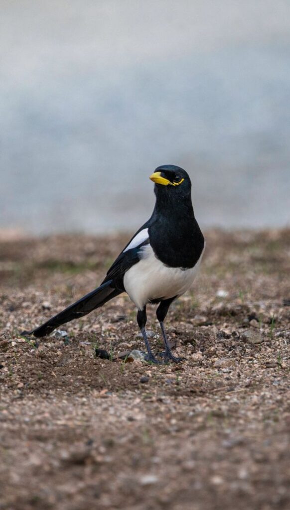Yellow-billed magpie standing on the ground outside, showcasing its distinctive colors.