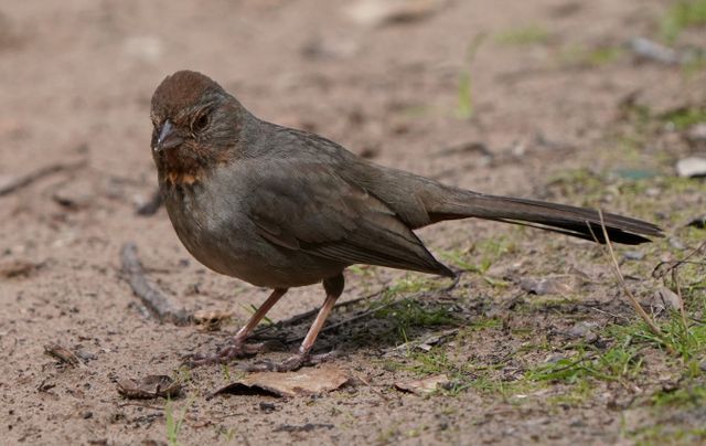 Close-up of a California Towhee (Melozone crissalis) on the ground, showcasing natural habitat.