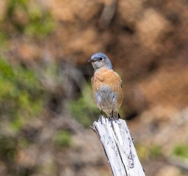 A Western Bluebird (Sialia mexicana) sits on a stump in a natural setting.