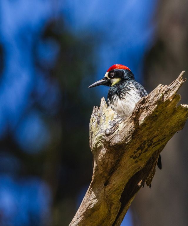 Acorn Woodpecker perched on a tree branch against a blurred forest background.