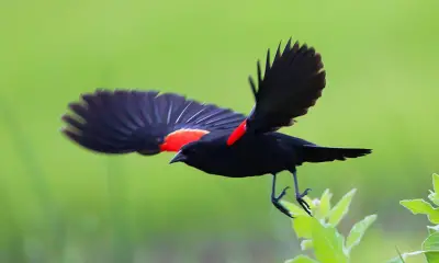Black and red birds