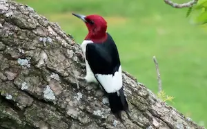 Black and white birds with red head