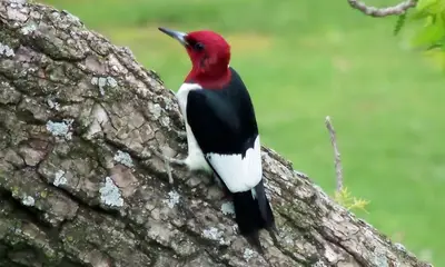Black and white birds with red head