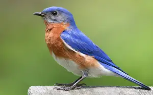 Blue birds with orange chest