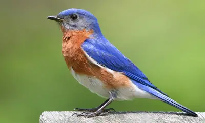 Blue birds with orange chest
