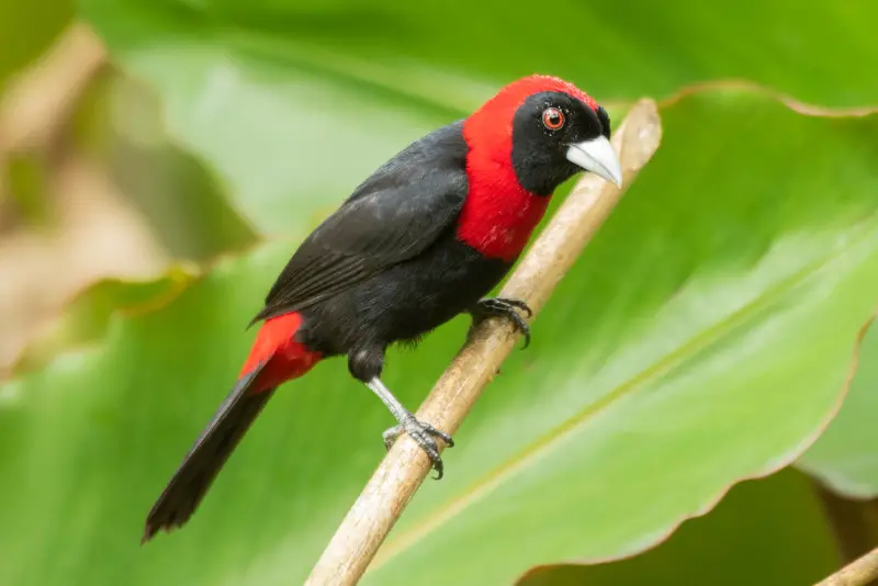Photo of Crimson-collared Tanager adult
