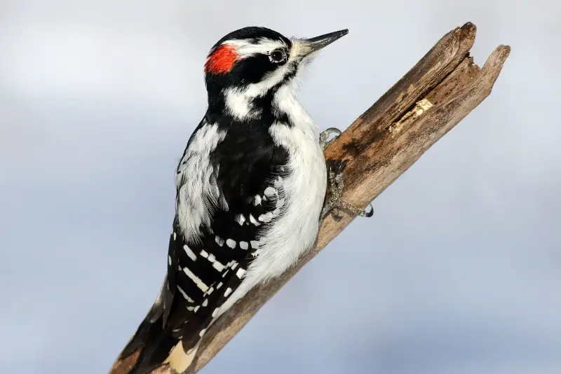 Photo of Hairy Woodpecker adult male