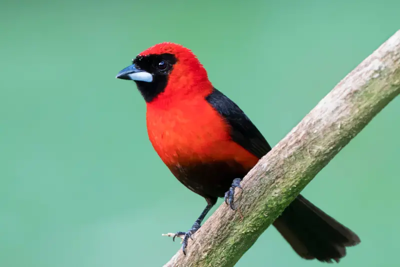 Photo of Masked Crimson Tanager adult male