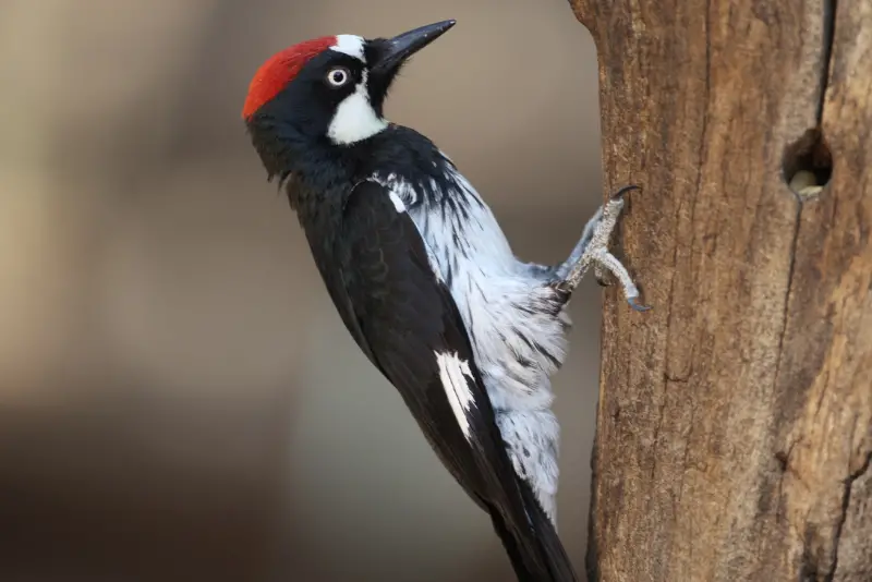Photo of Acorn Woodpecker adult