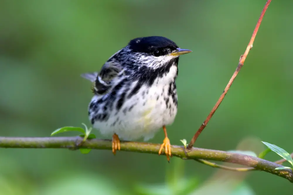 Photo of Blackpoll Warbler adult male