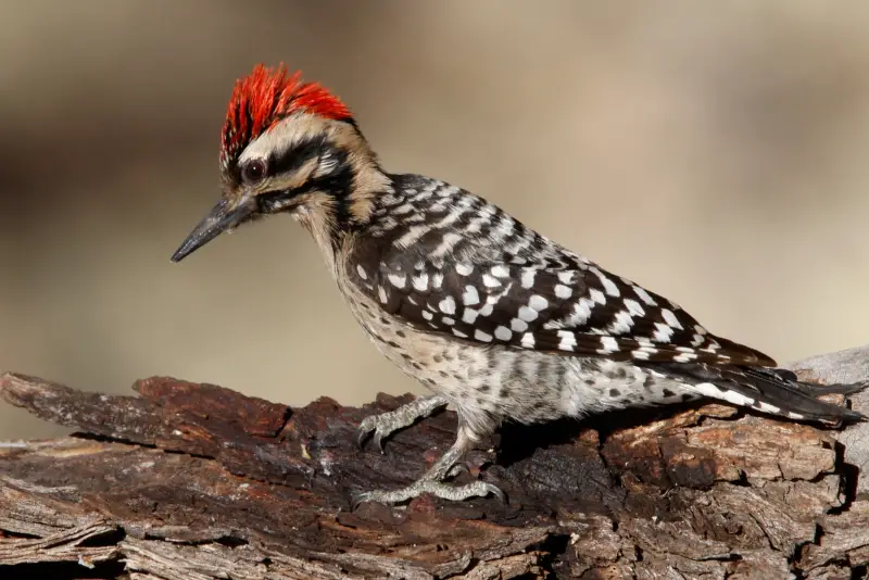 Photo of Ladder-backed Woodpecker adult male