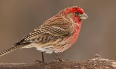 Small birds with red head
