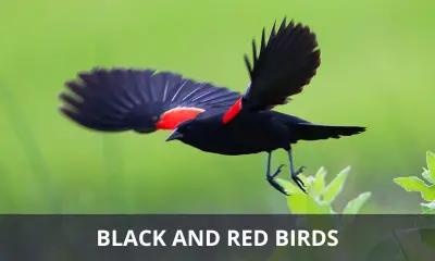 Types of black and red birds