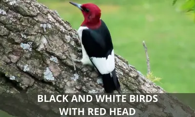 Types of black and white birds with red head