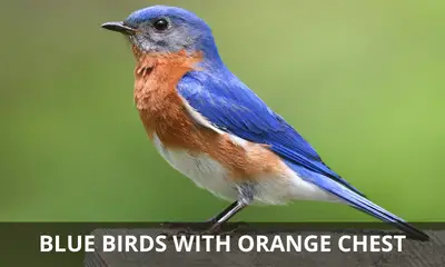 Types of blue birds with orange chest