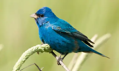 Types of blue birds
