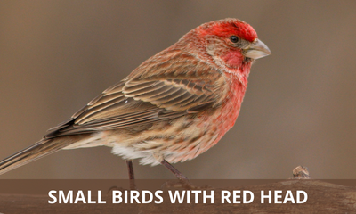 Types of small birds with red head