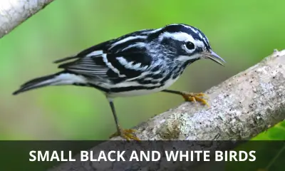 Types of small black and white birds