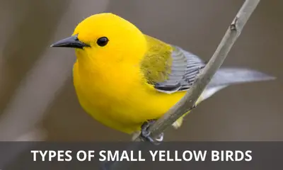 Types of small yellow birds
