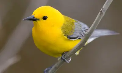 Small yellow birds