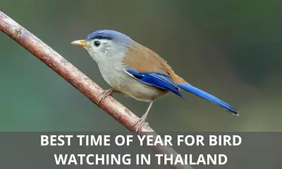 Best time of year for birding in Thailand