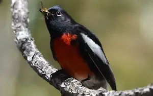 Black birds with red chest