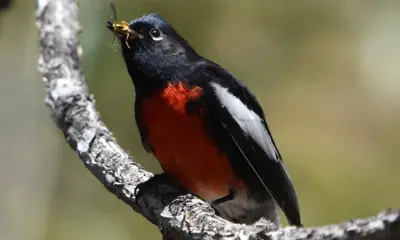 Black birds with red chest