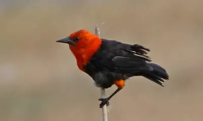 Black birds with red head