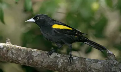 Black birds with yellow wings