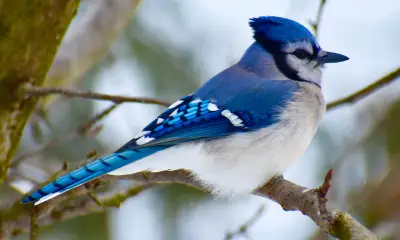 Blue and white birds