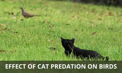Effect of cat predation on endangered birds