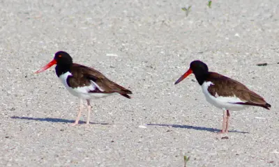 Florida Gulf Coast birds